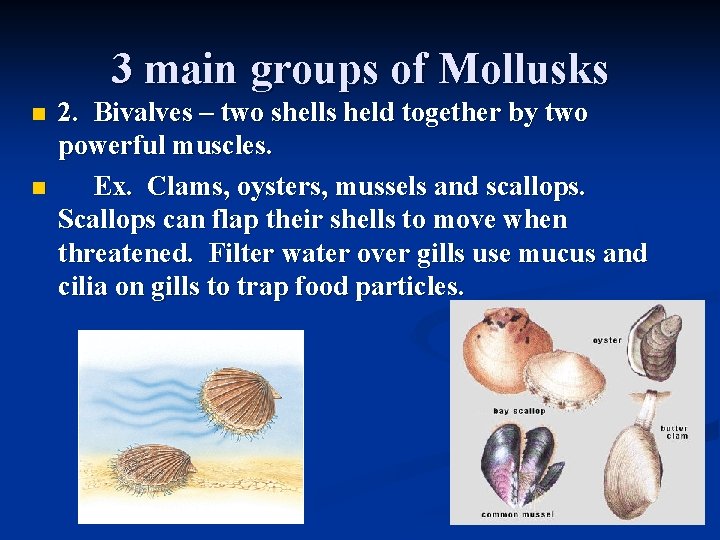 3 main groups of Mollusks n n 2. Bivalves – two shells held together