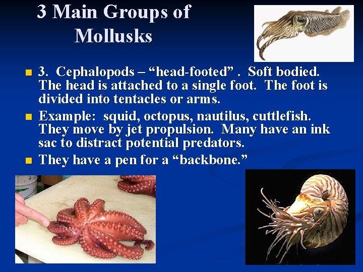 3 Main Groups of Mollusks n n n 3. Cephalopods – “head-footed”. Soft bodied.