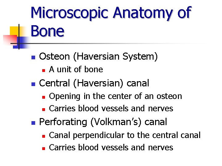 Microscopic Anatomy of Bone n Osteon (Haversian System) n n Central (Haversian) canal n