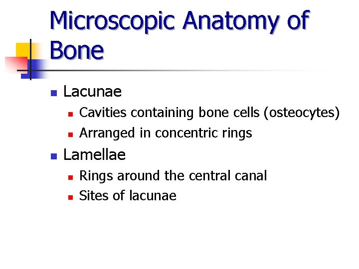Microscopic Anatomy of Bone n Lacunae n n n Cavities containing bone cells (osteocytes)