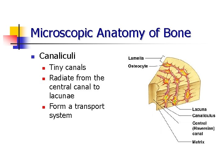 Microscopic Anatomy of Bone n Canaliculi n n n Tiny canals Radiate from the