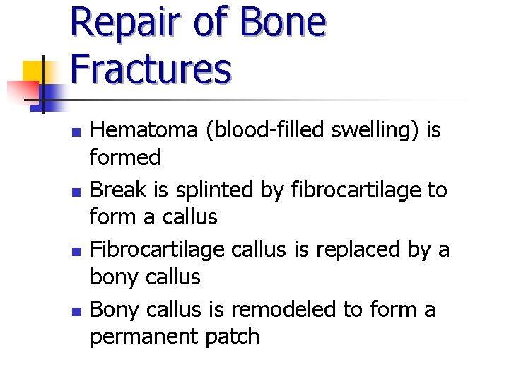 Repair of Bone Fractures n n Hematoma (blood-filled swelling) is formed Break is splinted