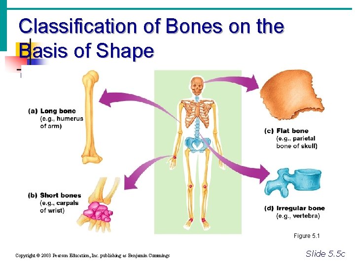 Classification of Bones on the Basis of Shape Figure 5. 1 Copyright © 2003