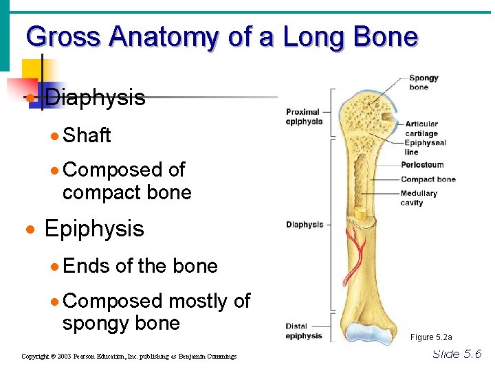Gross Anatomy of a Long Bone · Diaphysis · Shaft · Composed of compact