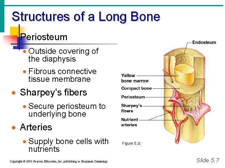 Structures of a Long Bone · Periosteum · Outside covering of the diaphysis ·
