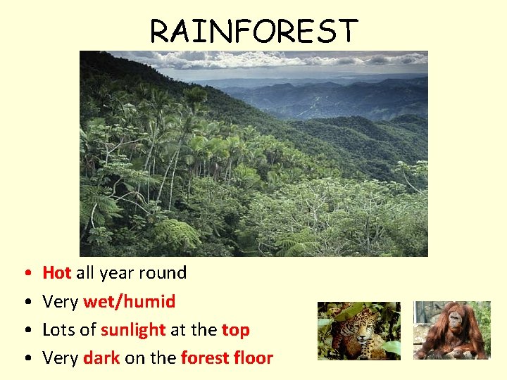 RAINFOREST • • Hot all year round Very wet/humid Lots of sunlight at the