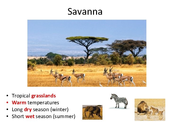Savanna • • Tropical grasslands Warm temperatures Long dry season (winter) Short wet season