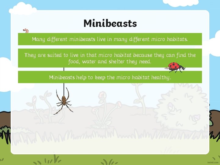 Minibeasts Many different minibeasts live in many different micro habitats. They are suited to