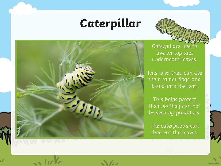 Caterpillars like to live on top and underneath leaves. This is so they can