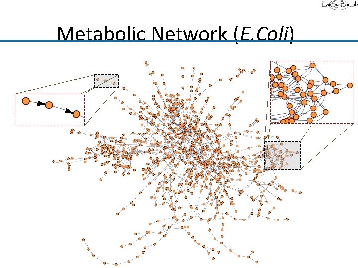 Metabolic Network (E. Coli) 