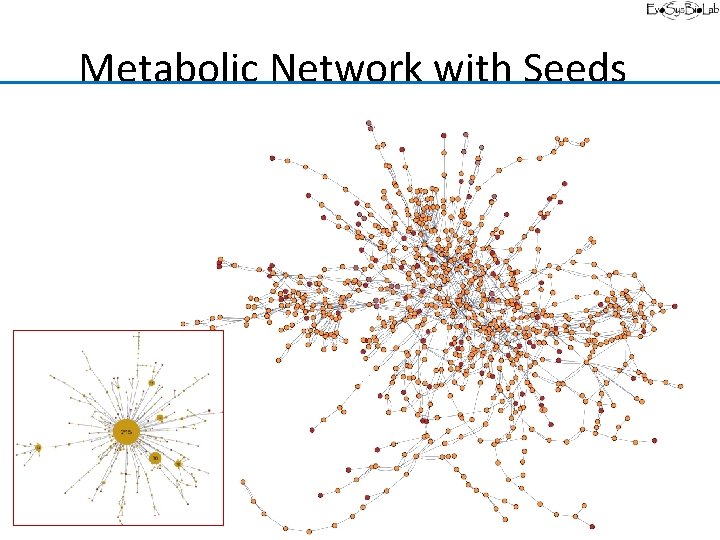 Metabolic Network with Seeds 