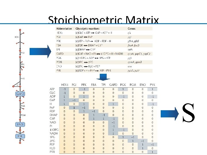 Stoichiometric Matrix S 