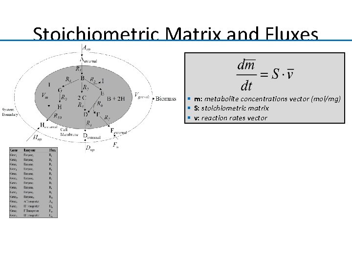 Stoichiometric Matrix and Fluxes § m: metabolite concentrations vector (mol/mg) § S: stoichiometric matrix