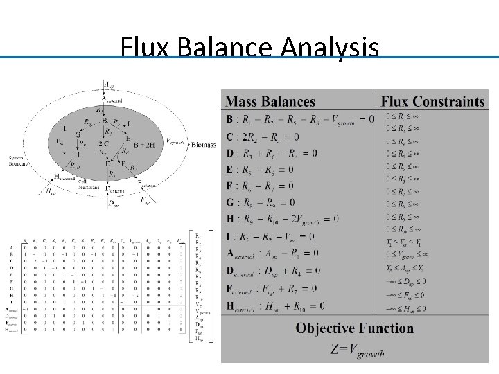 Flux Balance Analysis 