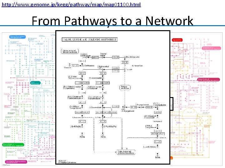 http: //www. genome. jp/kegg/pathway/map 01100. html From Pathways to a Network 