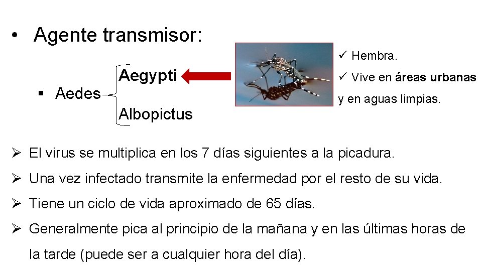  • Agente transmisor: ü Hembra. Aegypti § Aedes Albopictus ü Vive en áreas