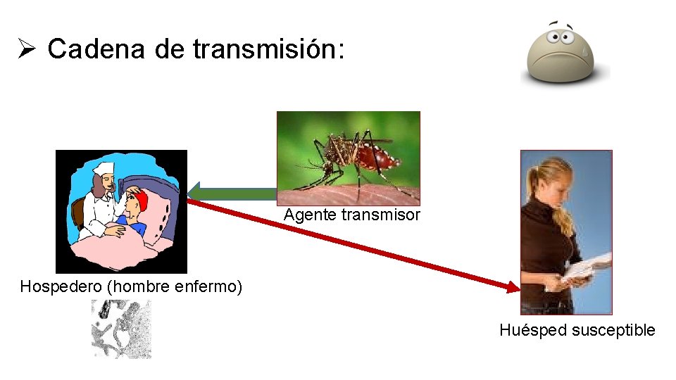Ø Cadena de transmisión: Agente transmisor Hospedero (hombre enfermo) Huésped susceptible 