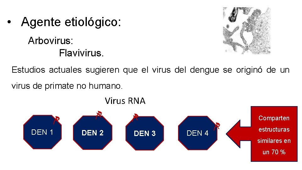  • Agente etiológico: Arbovirus: Flavivirus. Estudios actuales sugieren que el virus del dengue