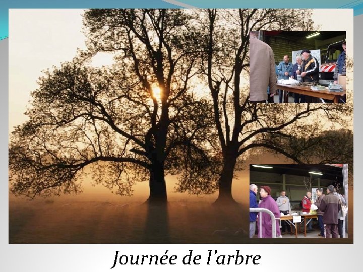 Journée de l’arbre 