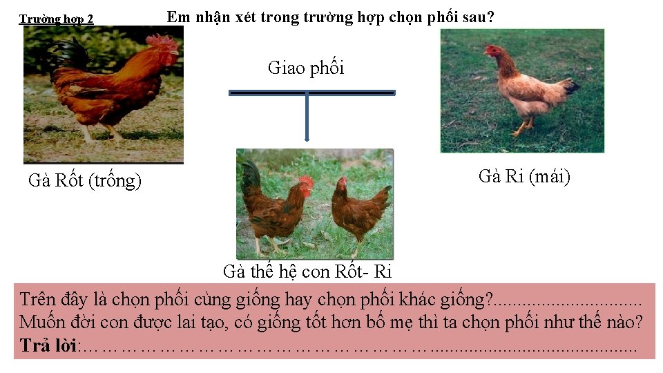 Trường hợp 2 Em nhận xét trong trường hợp chọn phối sau? Giao phối