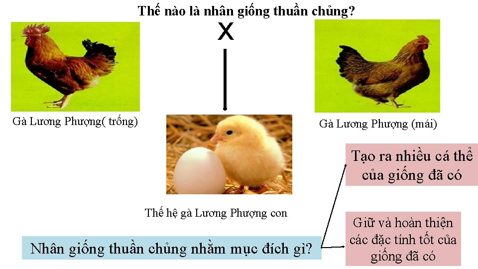 Thế nào là nhân giống thuần chủng? x Gà Lương Phượng( trống) Gà Lương