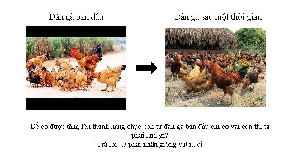 Đàn gà ban đầu Đàn gà sau một thời gian Để có được tăng