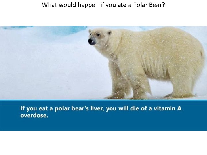 What would happen if you ate a Polar Bear? 