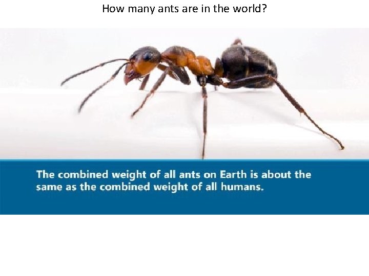 How many ants are in the world? 