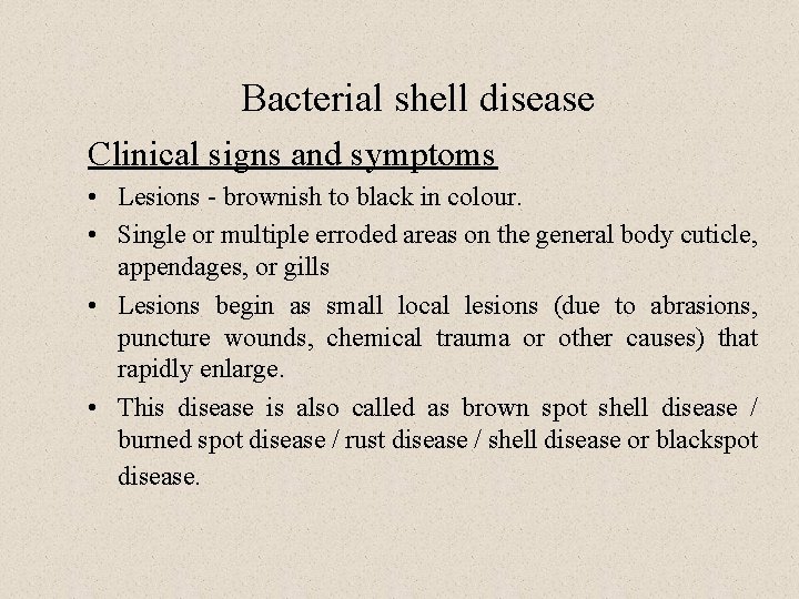 Bacterial shell disease Clinical signs and symptoms • Lesions - brownish to black in