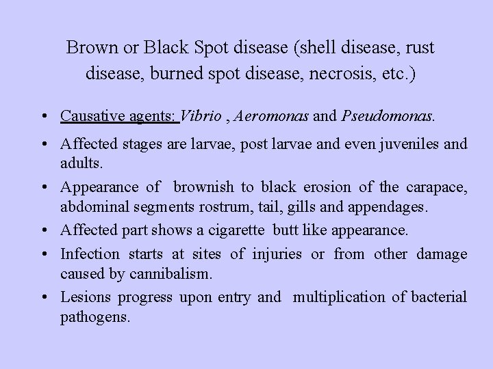 Brown or Black Spot disease (shell disease, rust disease, burned spot disease, necrosis, etc.