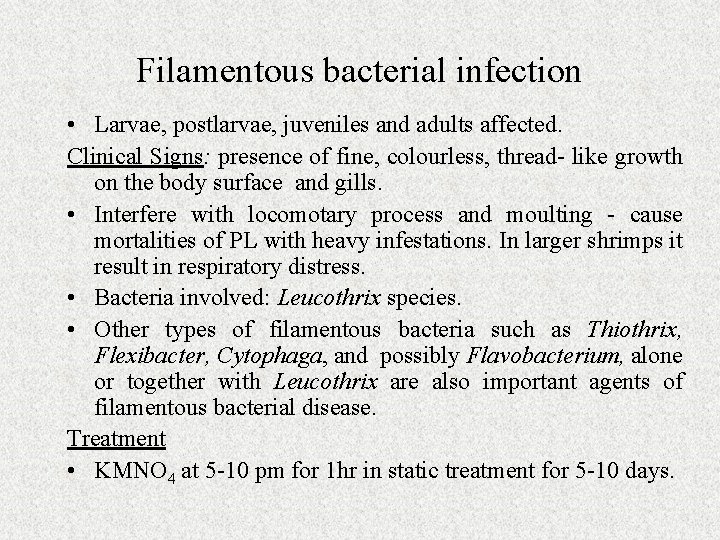 Filamentous bacterial infection • Larvae, postlarvae, juveniles and adults affected. Clinical Signs: presence of