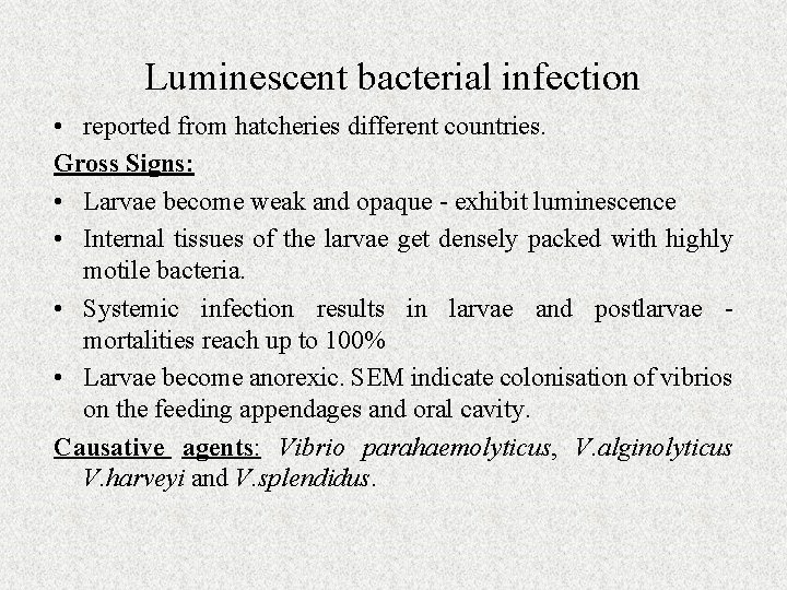 Luminescent bacterial infection • reported from hatcheries different countries. Gross Signs: • Larvae become