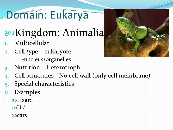 Domain: Eukarya Kingdom: Animalia 1. Multicellular 2. Cell type – eukaryote -nucleus/organelles 3. Nutrition
