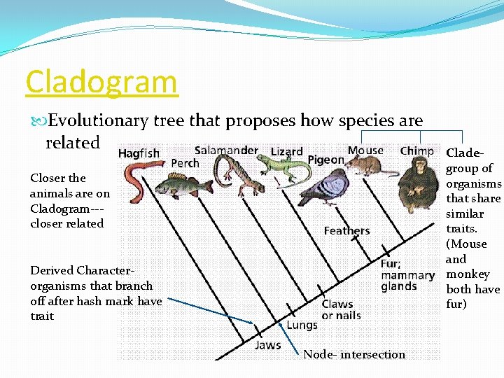 Cladogram Evolutionary tree that proposes how species are related Closer the animals are on