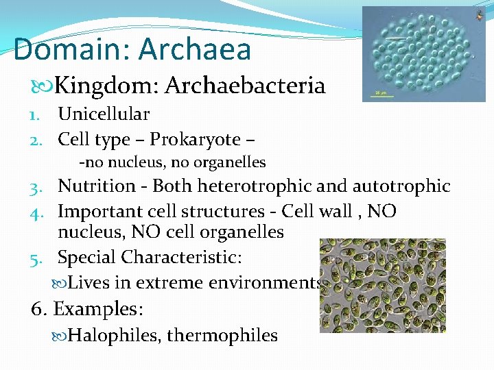 Domain: Archaea Kingdom: Archaebacteria 1. Unicellular 2. Cell type – Prokaryote – -no nucleus,