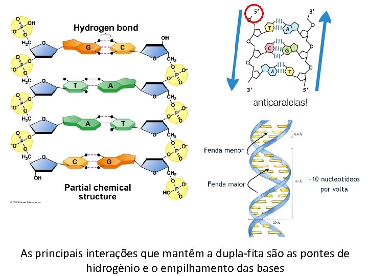 As principais interações que mantêm a dupla-fita são as pontes de hidrogênio e o