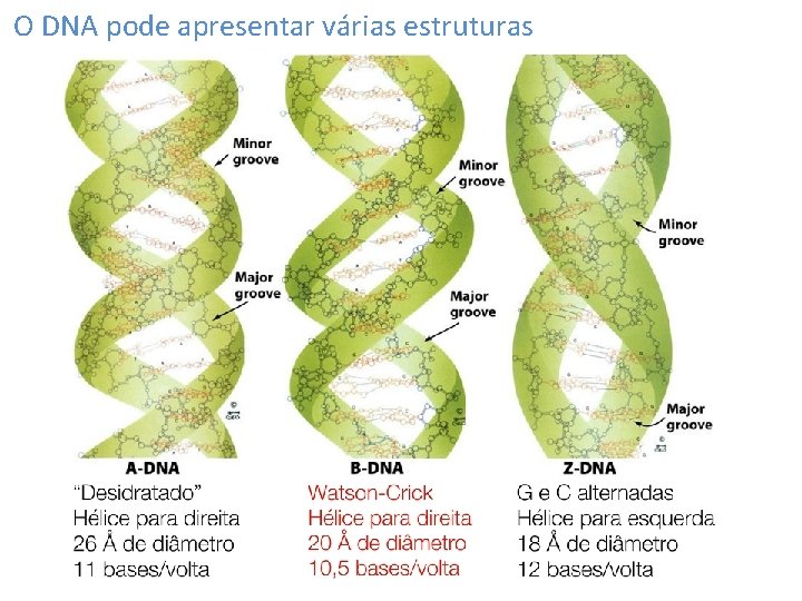 O DNA pode apresentar várias estruturas 