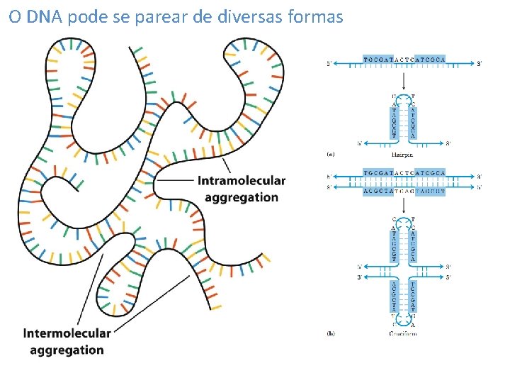 O DNA pode se parear de diversas formas 