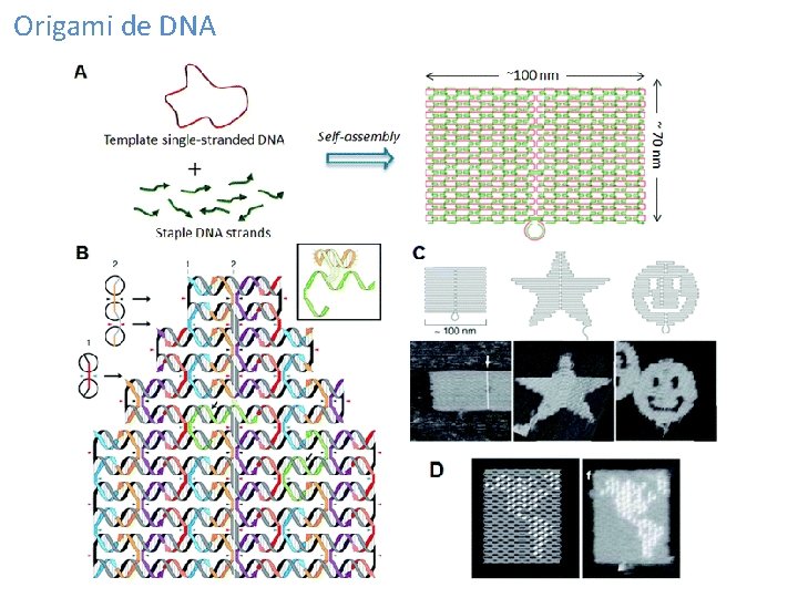 Origami de DNA 