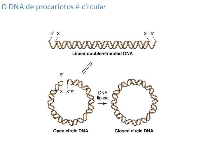 O DNA de procariotos é circular 