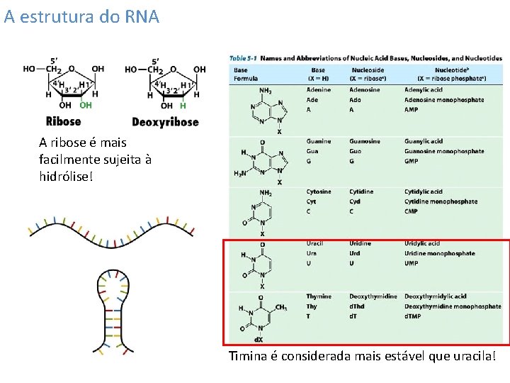 A estrutura do RNA A ribose é mais facilmente sujeita à hidrólise! Timina é