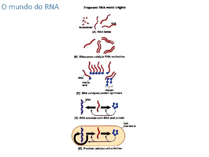 O mundo do RNA 