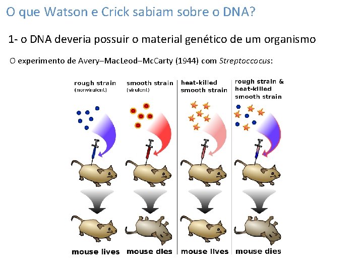 O que Watson e Crick sabiam sobre o DNA? 1 - o DNA deveria