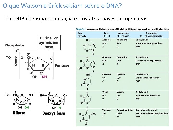 O que Watson e Crick sabiam sobre o DNA? 2 - o DNA é