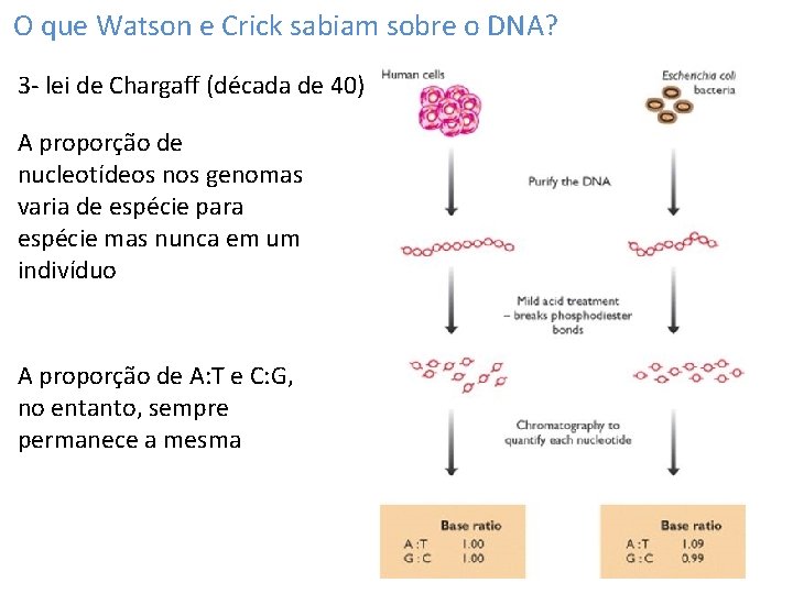 O que Watson e Crick sabiam sobre o DNA? 3 - lei de Chargaff