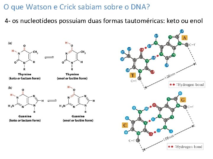 O que Watson e Crick sabiam sobre o DNA? 4 - os nucleotídeos possuíam