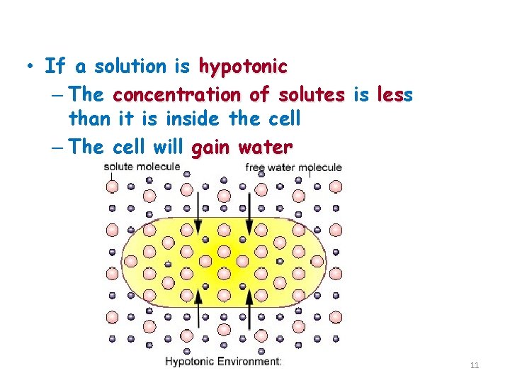 Hypotonic Solutions • If a solution is hypotonic – The concentration of solutes is