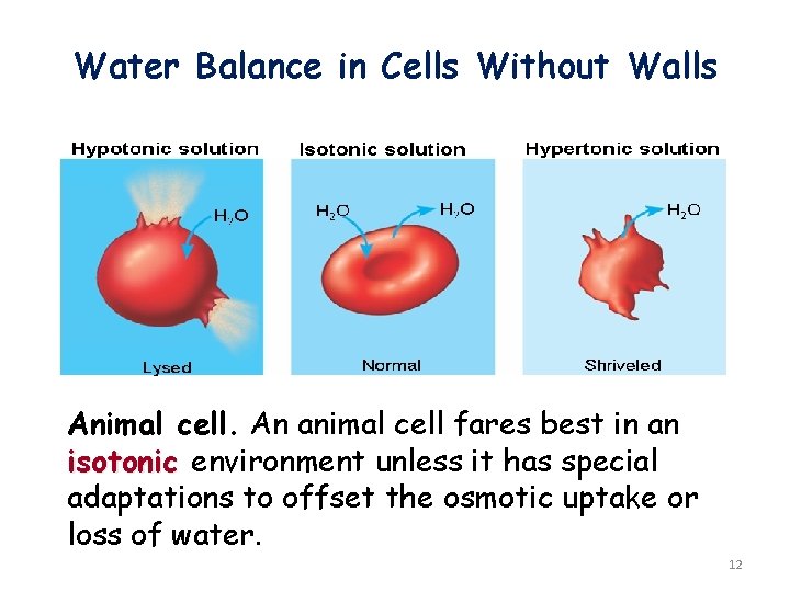 Water Balance in Cells Without Walls Animal cell. An animal cell fares best in