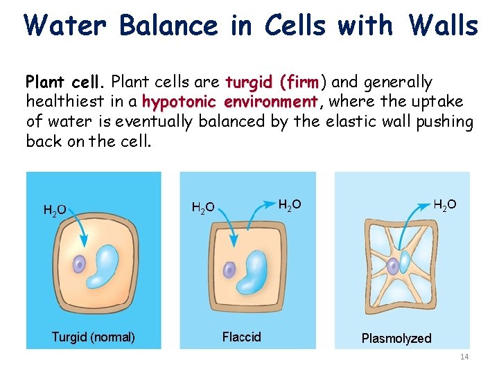 Water Balance in Cells with Walls Plant cells are turgid (firm) (firm and generally