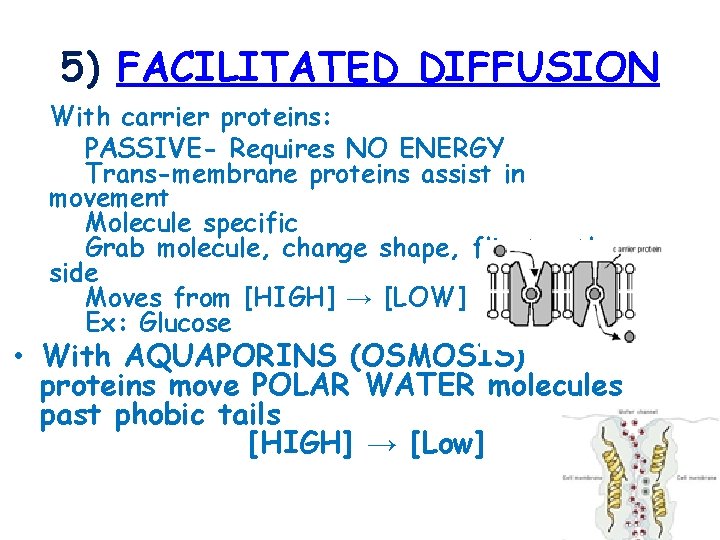 5) FACILITATED DIFFUSION With carrier proteins: PASSIVE- Requires NO ENERGY Trans-membrane proteins assist in
